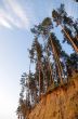 pine forest under deep blue sky