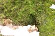 Moss on the old tree stump
