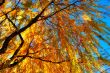 Yellow willow leaves