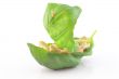 Cashew nuts in a basil leaf