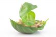 Cashew nuts in a basil leaf