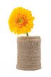 yellow daisy on vase