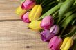 yellow and pink tulips