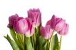 pink tulip flowers