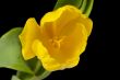 close up shot of yellow tulip