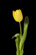 yellow tulips on dark