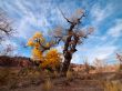 tree turning in autumn