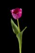 vertical image of a pink flower
