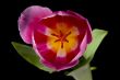 top view image of pink tulips