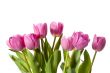 pink tulips