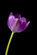 pink flower isolated on dark background