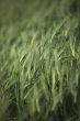 view of wheat field