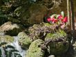 waterfall and bright pink flowers