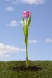 image of a pink tulip against blue sky