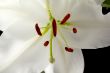 cropped shot of a white tulip