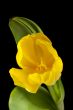 yellow tulip against dark background