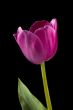 pink tulip