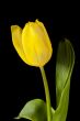 yellow tulips