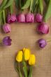 view of yellow and pink tulip flowers