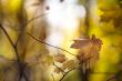 view of maple leaves