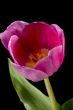 view of pink tulip flower