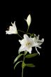 white flower on dark