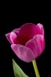 macro image of a pink flower