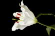 white tulip on dark