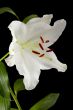 vertical image of a white tulip