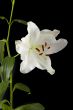 white tulip flower