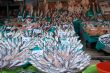 Fish Market