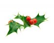 Holly