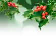 Holly