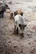 Wild boars herd