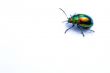 Colored beetle 