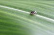 Rose beetle  