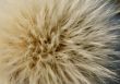 Common dandelion