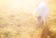 White horse