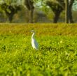 Heron