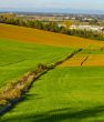 Road in the fields