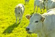 Cows