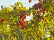 Vineyard