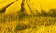 Road in the fields