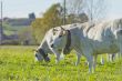 Cows