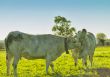 Cows