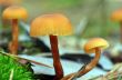 mushrooms growing in the forest 