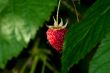 Raspberry.
