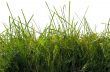 The green grass on a white.