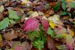 Autumn forest with beauty colors