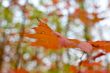 Autumn forest with beauty colors